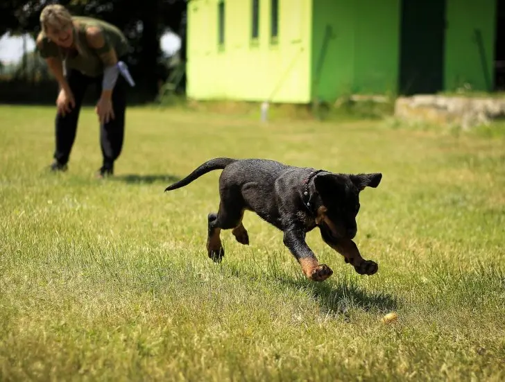 puppy-1517466_1280