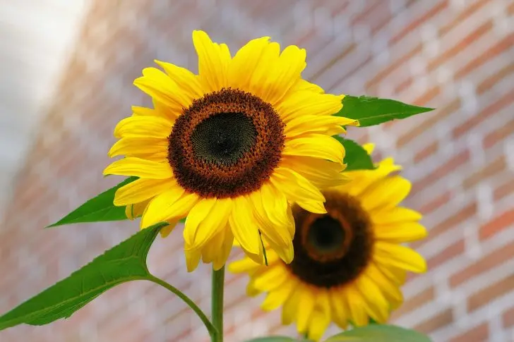 sunflower-448654_1280
