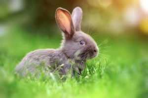 2023年は卯（うさぎ）年！年男のジャニーズメンバー【一覧】