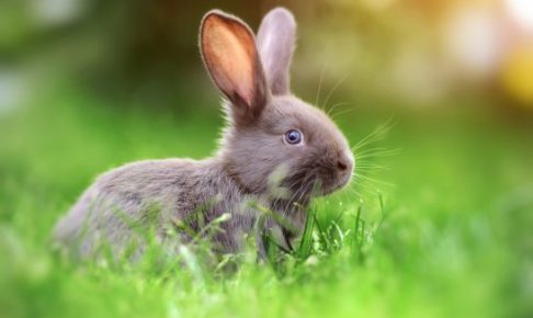 2023年は卯（うさぎ）年！年男のジャニーズメンバー【一覧】