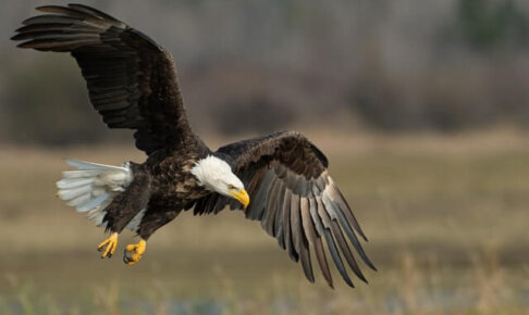 正しく使えてる？！『鷹』と『鷲』の違いは？